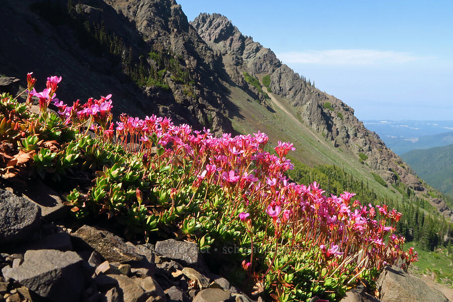 dwarf-primrose (smooth douglasia) (Douglasia laevigata (Androsace laevigata)) [Heather Park Trail, Olympic National Park, Clallam County, Washington]