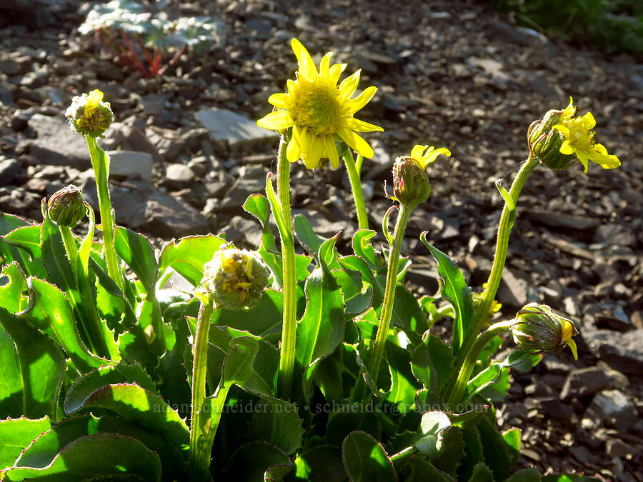 Olympic ragwort (Senecio neowebsteri) [Heather Park Trail, Olympic National Park, Clallam County, Washington]