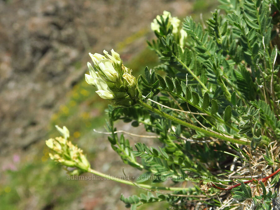 sticky locoweed (Oxytropis borealis var. viscida) [Heather Park Trail, Olympic National Park, Clallam County, Washington]