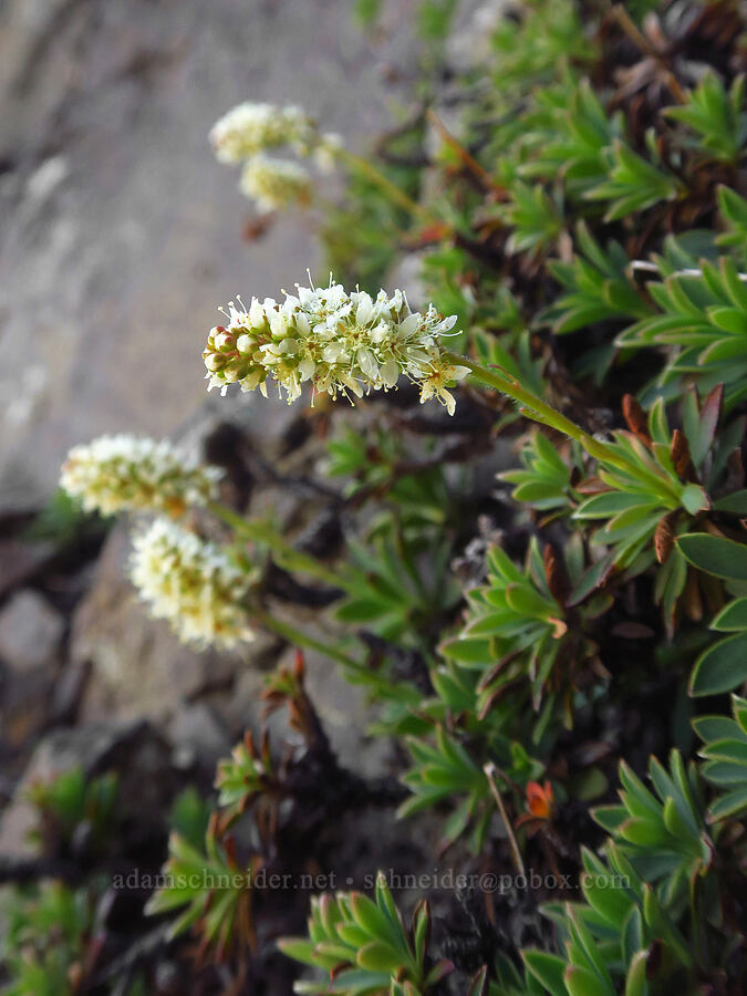 Olympic rock-mat (Petrophytum hendersonii (Petrophyton hendersonii)) [Heather Park Trail, Olympic National Park, Clallam County, Washington]