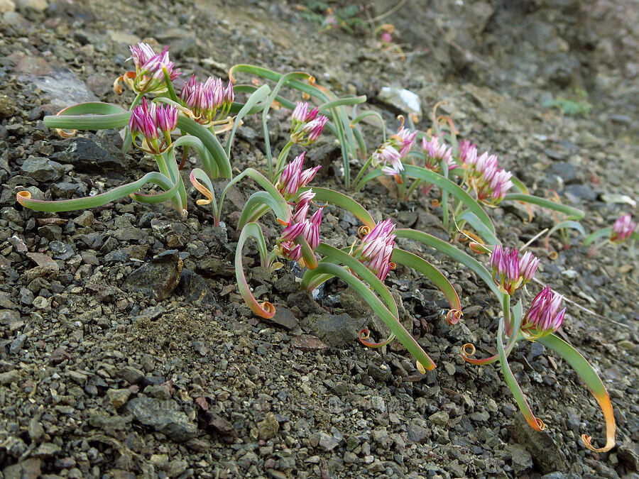 Olympic onion (Allium crenulatum) [Heather Park Trail, Olympic National Park, Clallam County, Washington]