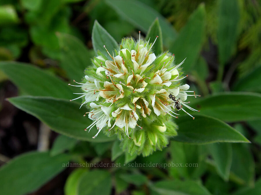 phacelia (Phacelia sp.) [Heather Park Trail, Olympic National Park, Clallam County, Washington]