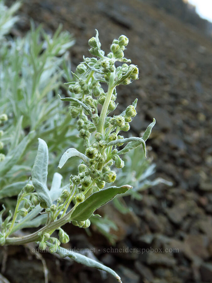 gray sagewort (Artemisia ludoviciana) [Heather Park Trail, Olympic National Park, Clallam County, Washington]