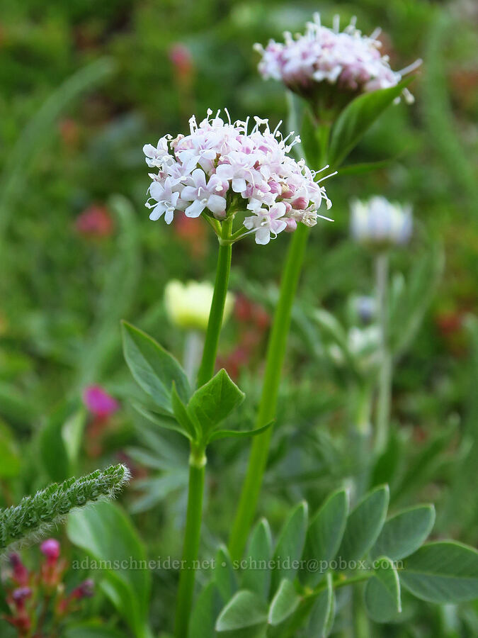 Sitka valerian (Valeriana sitchensis) [Heather Park Trail, Olympic National Park, Clallam County, Washington]