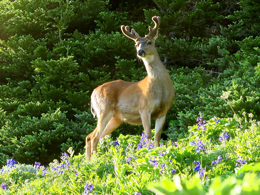 black-tailed deer (Odocoileus hemionus columbianus) [Switchback Trail, Olympic National Park, Clallam County, Washington]