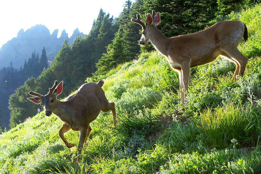black-tailed deer (Odocoileus hemionus columbianus) [Switchback Trail, Olympic National Park, Clallam County, Washington]