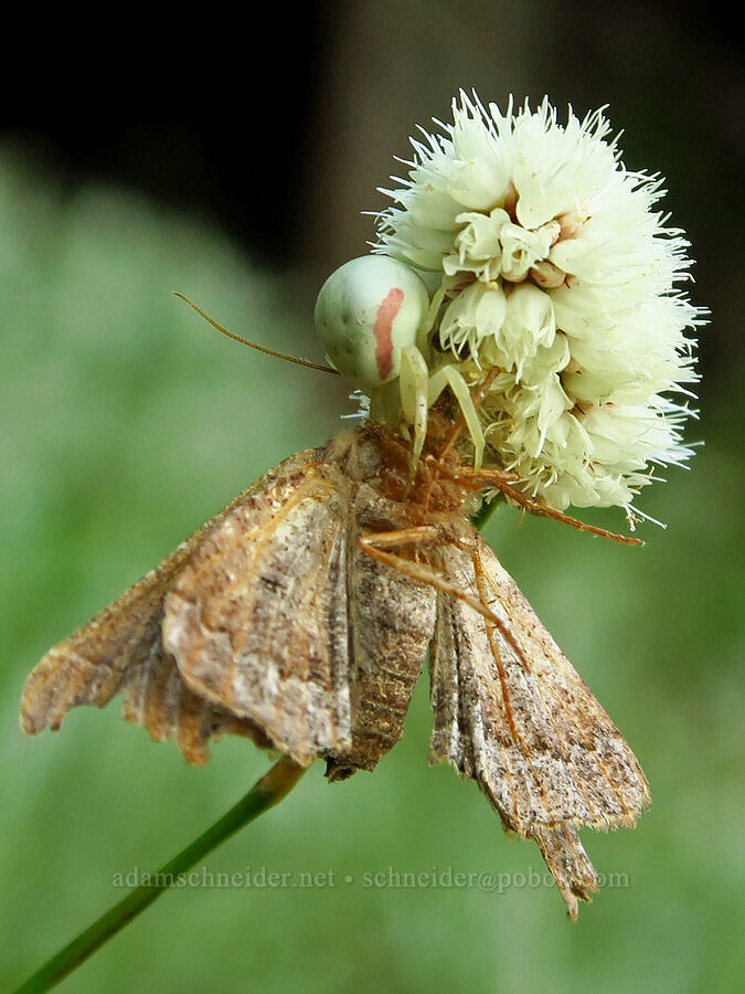 crab spider eating a moth on bistort (Misumena vatia, Bistorta bistortoides (Polygonum bistortoides)) [Switchback Trail, Olympic National Park, Clallam County, Washington]