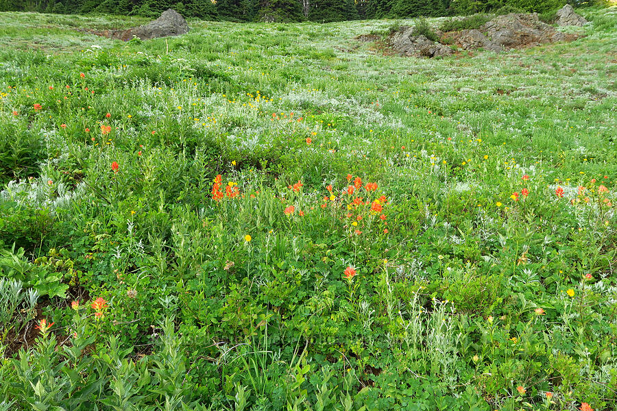wildflowers (Castilleja miniata, Eriophyllum lanatum, Artemisia ludoviciana) [Switchback Trail, Olympic National Park, Clallam County, Washington]