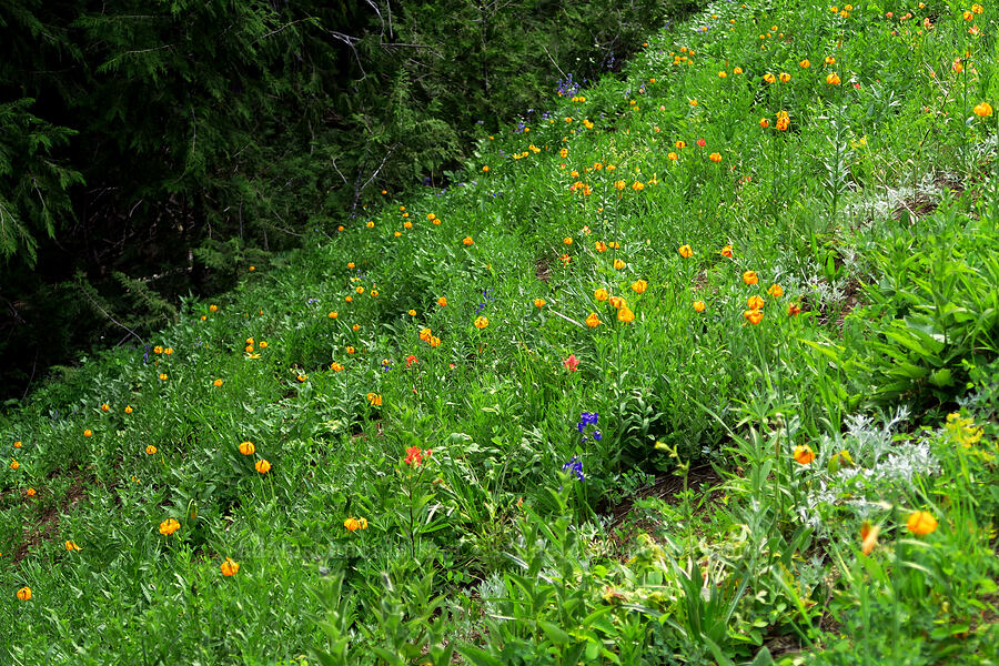 wildflowers (Lilium columbianum, Castilleja miniata, Delphinium sp., Saussurea americana) [Switchback Trail, Olympic National Park, Clallam County, Washington]