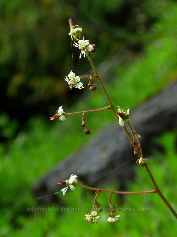 brook saxifrage (Micranthes odontoloma (Saxifraga odontoloma)) [Switchback Trail, Olympic National Park, Clallam County, Washington]