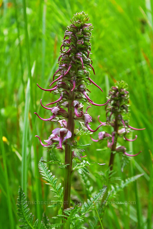 elephant's-head lousewort (Pedicularis groenlandica) [Switchback Trail, Olympic National Park, Clallam County, Washington]