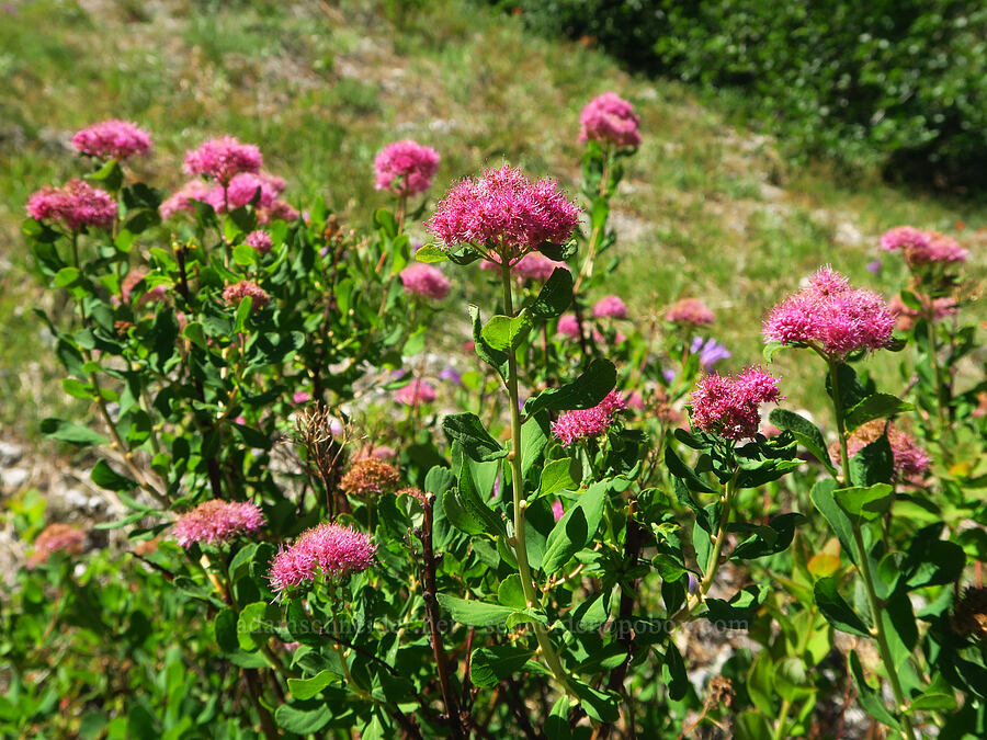 subalpine spirea (Spiraea splendens (Spiraea densiflora)) [Windy Trail, Mt. St. Helens National Volcanic Monument, Skamania County, Washington]