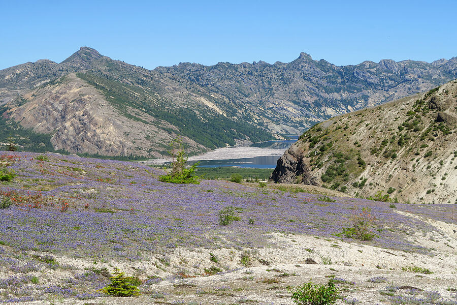 dwarf lupines & Spirit Lake (Lupinus lepidus var. lobbii) [Windy Trail, Mt. St. Helens National Volcanic Monument, Skamania County, Washington]