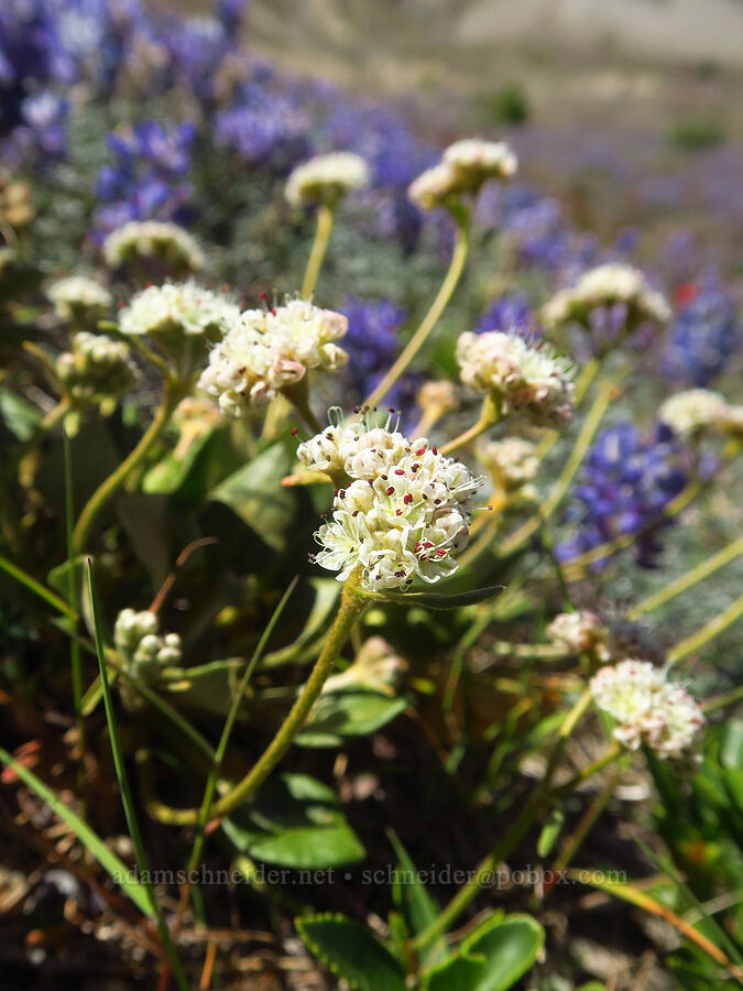 alpine buckwheat (Eriogonum pyrolifolium) [Windy Trail, Mt. St. Helens National Volcanic Monument, Skamania County, Washington]