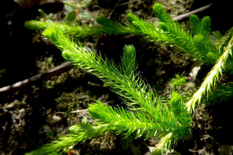 club-moss (Lycopodium clavatum) [Loowit Trail, Mt. St. Helens National Volcanic Monument, Skamania County, Washington]