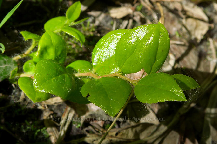 western wintergreen leaves (Gaultheria ovatifolia) [Loowit Trail, Mt. St. Helens National Volcanic Monument, Skamania County, Washington]