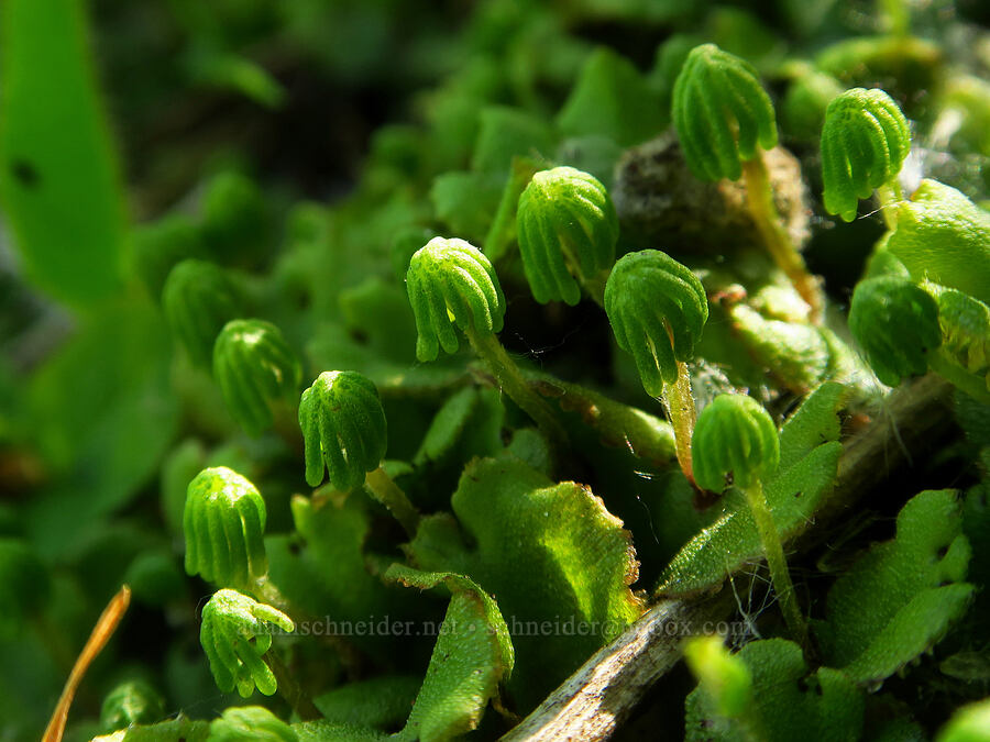 umbrella liverwort (Marchantia polymorpha) [Loowit Trail, Mt. St. Helens National Volcanic Monument, Skamania County, Washington]
