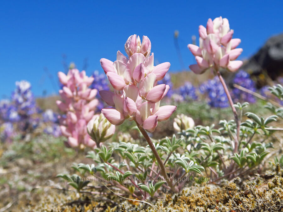 pink dwarf lupines (Lupinus lepidus var. lobbii) [Willow Springs Trail, Mt. St. Helens National Volcanic Monument, Skamania County, Washington]