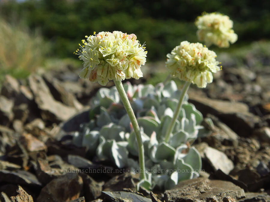 cushion buckwheat (Eriogonum ovalifolium var. nivale) [Eagle Point Trail, Olympic National Park, Clallam County, Washington]