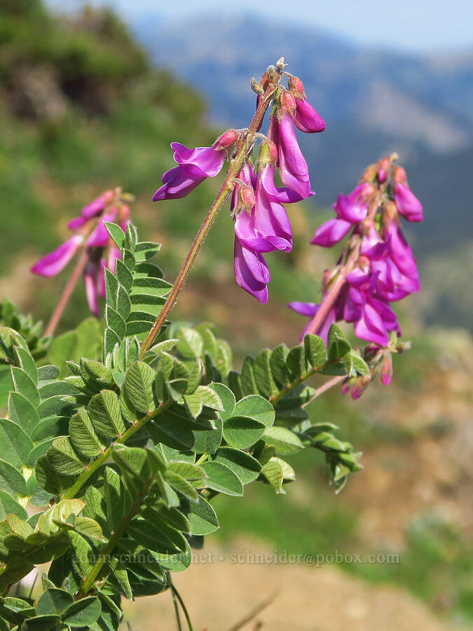 western sweet-vetch (Hedysarum occidentale) [Eagle Point, Olympic National Park, Clallam County, Washington]