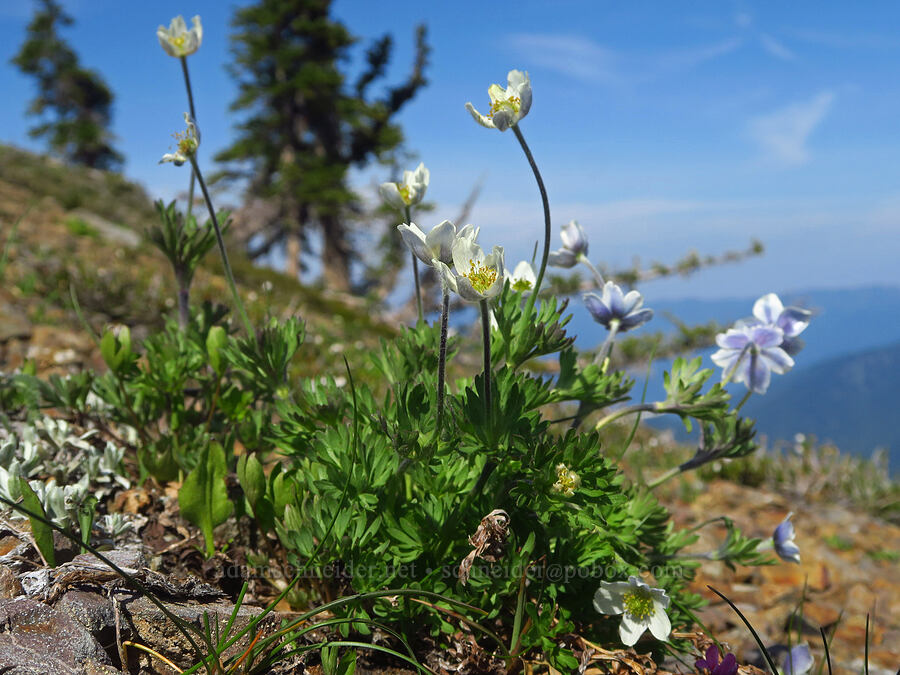 Drummond's anemone (Anemone drummondii) [Eagle Point, Olympic National Park, Clallam County, Washington]