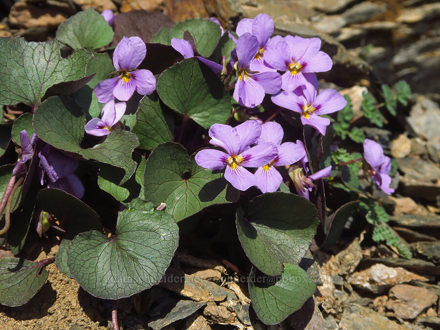 Olympic violets (Viola flettii) [Eagle Point, Olympic National Park, Clallam County, Washington]