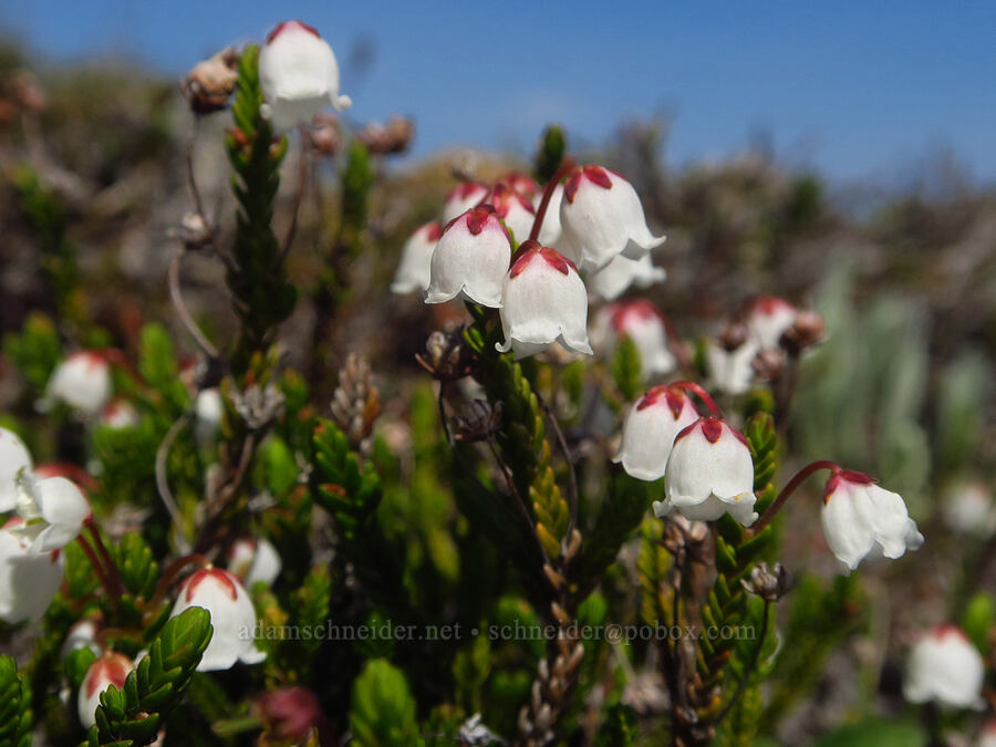 white mountain heather (Cassiope mertensiana) [Eagle Point, Olympic National Park, Clallam County, Washington]