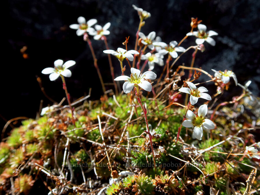 tufted saxifrage (Saxifraga cespitosa (Saxifraga caespitosa)) [Eagle Point Trail, Olympic National Park, Clallam County, Washington]