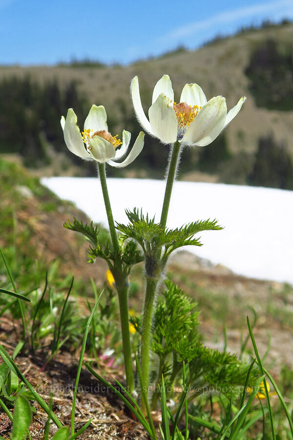 western pasqueflower (Anemone occidentalis (Pulsatilla occidentalis)) [Eagle Point Trail, Olympic National Park, Clallam County, Washington]