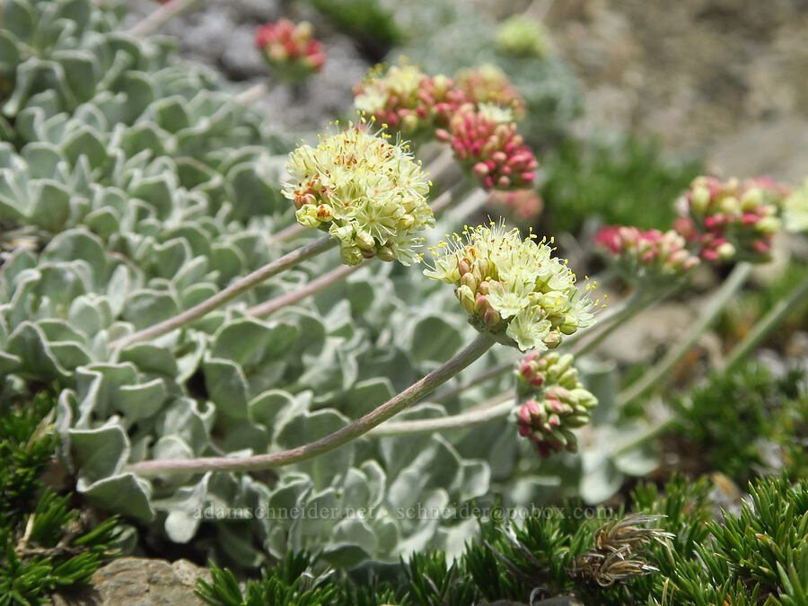 cushion buckwheat (Eriogonum ovalifolium var. nivale) [Obstruction Point-Deer Park Trail, Olympic National Park, Clallam County, Washington]