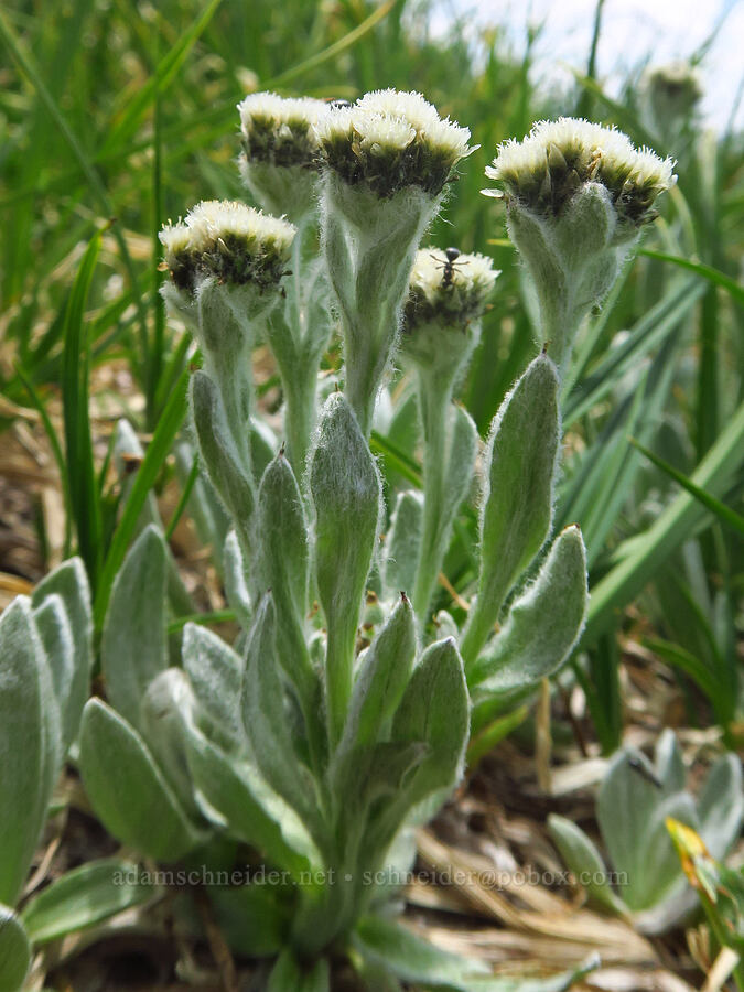woolly pussy-toes (Antennaria lanata) [Obstruction Point-Deer Park Trail, Olympic National Park, Clallam County, Washington]