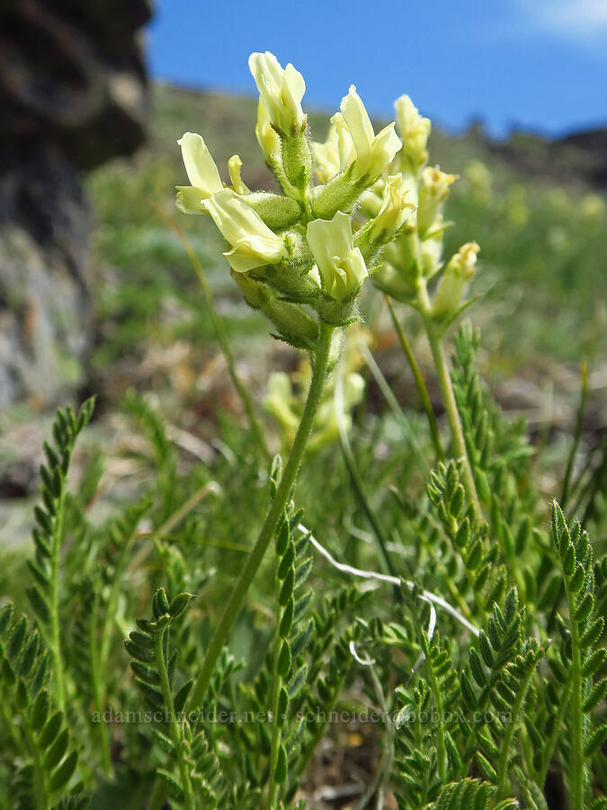 sticky locoweed (Oxytropis borealis var. viscida) [Elk Mountain, Olympic National Park, Clallam County, Washington]