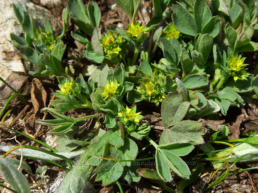 creeping sibbaldia (Sibbaldia procumbens (Potentilla sibbaldii)) [Elk Mountain, Olympic National Park, Clallam County, Washington]