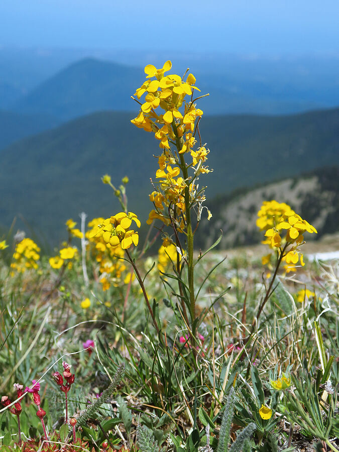 wallflower (Erysimum sp.) [Elk Mountain, Olympic National Park, Clallam County, Washington]