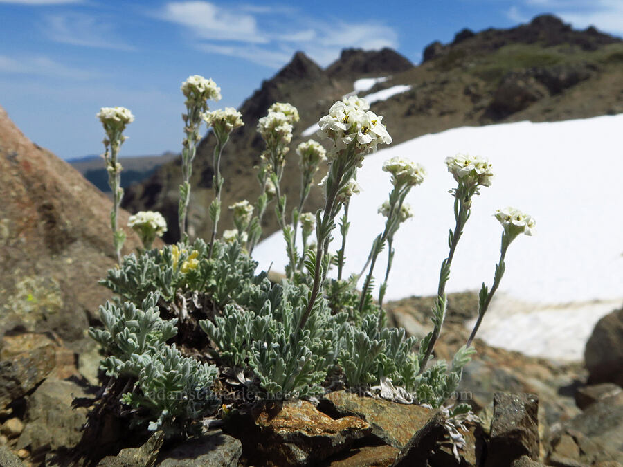alpine smelowskia (Smelowskia americana (Smelowskia calycina var. americana)) [Elk Mountain, Olympic National Park, Clallam County, Washington]