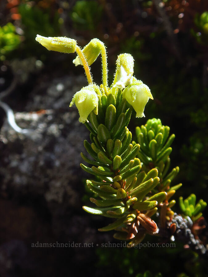 yellow mountain heather (Phyllodoce glanduliflora) [Elk Mountain, Olympic National Park, Clallam County, Washington]
