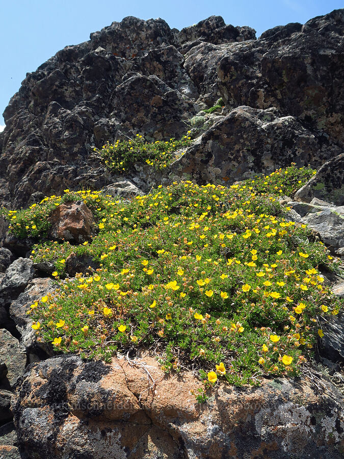 shrubby cinquefoil (Dasiphora fruticosa (Potentilla fruticosa)) [Elk Mountain, Olympic National Park, Clallam County, Washington]