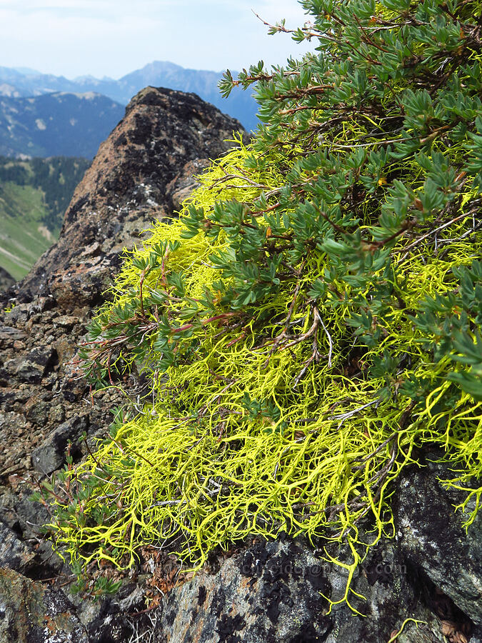 wolf lichen & shrubby cinquefoil (Letharia sp., Dasiphora fruticosa (Potentilla fruticosa)) [Elk Mountain, Olympic National Park, Clallam County, Washington]