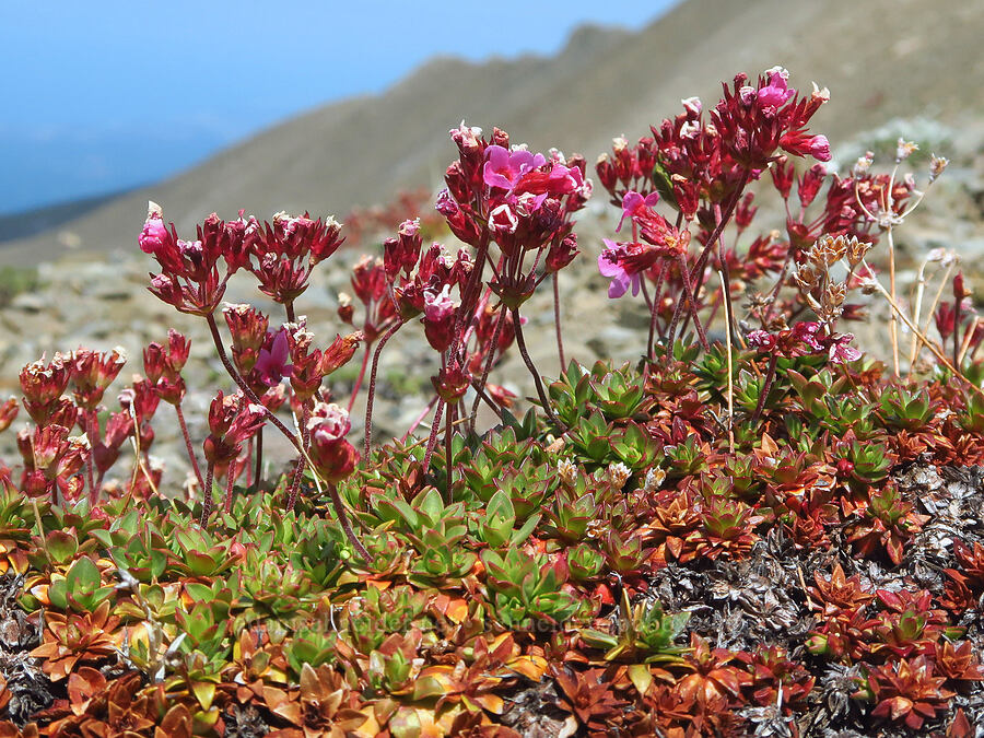 dwarf-primrose (smooth douglasia), fading (Douglasia laevigata (Androsace laevigata)) [Elk Mountain, Olympic National Park, Clallam County, Washington]