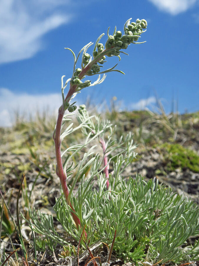 northern wormwood/sagewort (Artemisia borealis (Artemisia campestris var. borealis)) [Elk Mountain, Olympic National Park, Clallam County, Washington]
