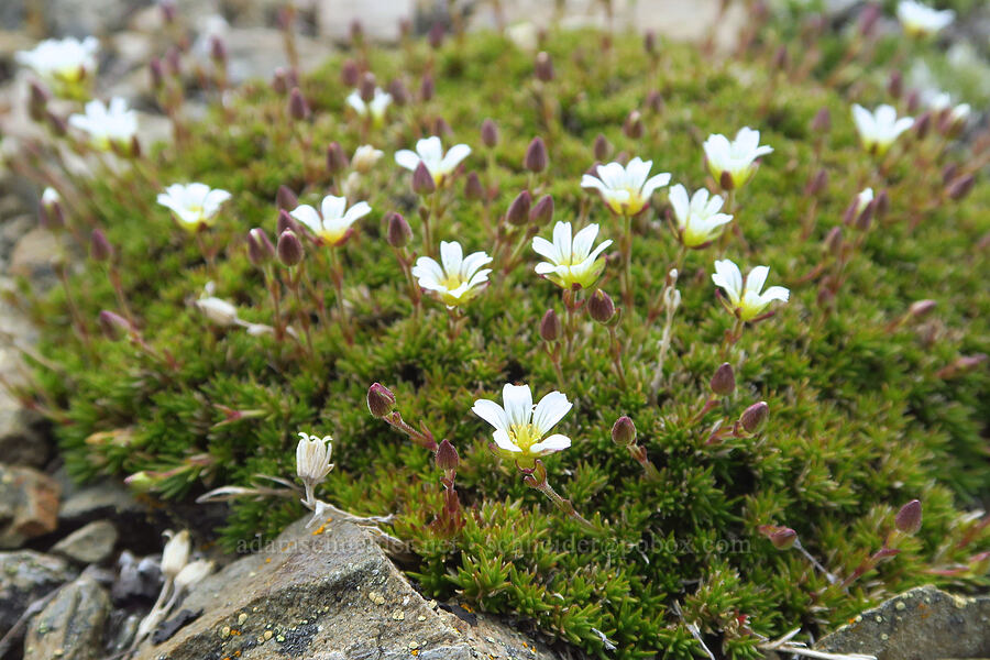 alpine sandwort (Minuartia obtusiloba (Cherleria obtusiloba) (Arenaria obtusiloba)) [Elk Mountain, Olympic National Park, Clallam County, Washington]