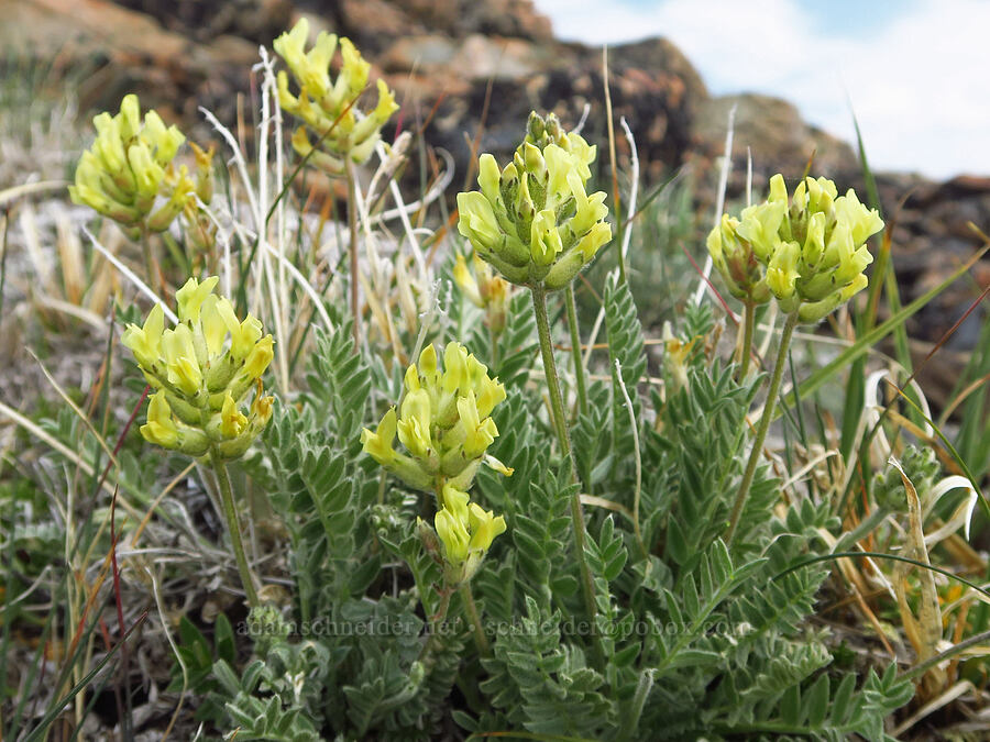 yellow locoweed (Oxytropis campestris var. spicata (Oxytropis monticola)) [Elk Mountain, Olympic National Park, Clallam County, Washington]