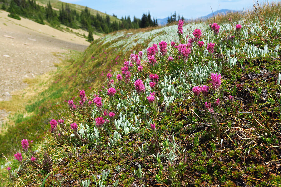 Olympic paintbrush (Castilleja parviflora var. olympica) [Elk Mountain Trail, Olympic National Park, Clallam County, Washington]