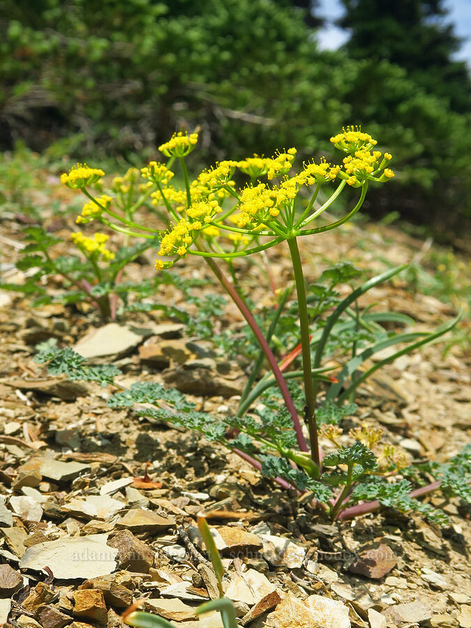 Cascade desert parsley (Lomatium martindalei) [Elk Mountain Trail, Olympic National Park, Clallam County, Washington]