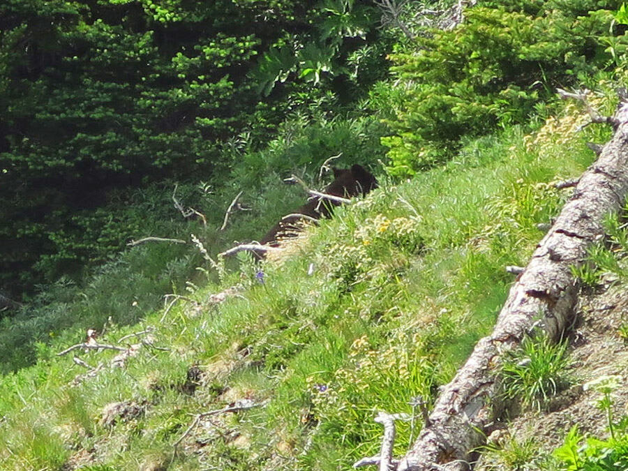 black bear (Ursus americanus) [Elk Mountain Trail, Olympic National Park, Clallam County, Washington]