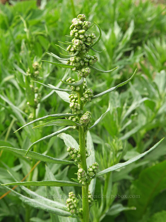 gray sagewort (Artemisia ludoviciana) [Elk Mountain Trail, Olympic National Park, Clallam County, Washington]