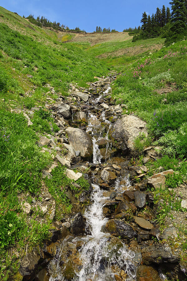 seasonal stream [Elk Mountain Trail, Olympic National Park, Clallam County, Washington]