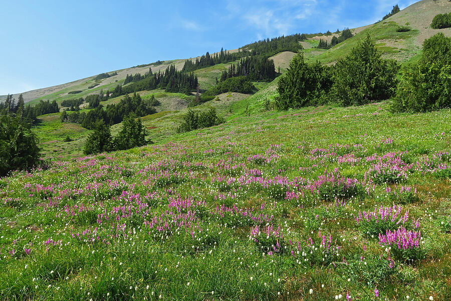 sweet-vetch & bistort (Hedysarum occidentale, Bistorta bistortoides (Polygonum bistortoides)) [Elk Mountain Trail, Olympic National Park, Clallam County, Washington]
