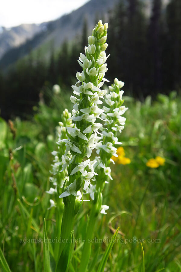 white bog orchid (Platanthera dilatata (Habenaria dilatata)) [Badger Valley Trail, Olympic National Park, Clallam County, Washington]