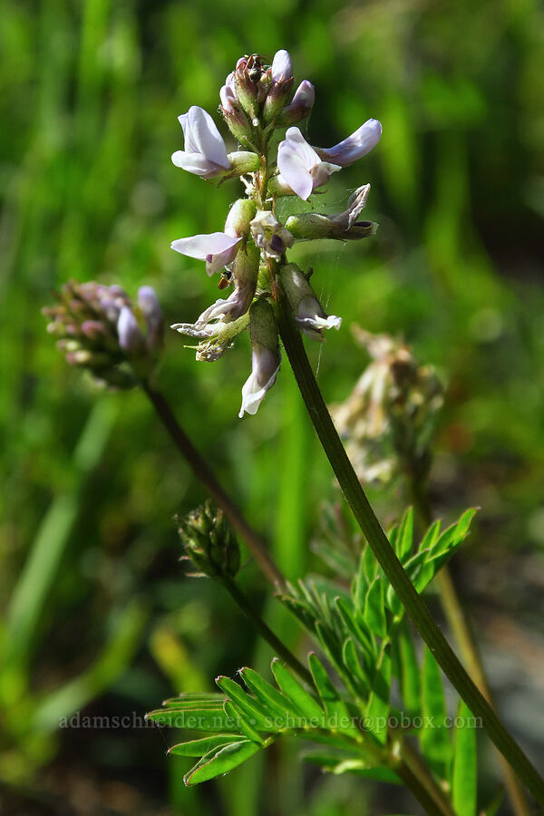 Robbins' milk-vetch (Astragalus robbinsii) [Badger Valley, Olympic National Park, Clallam County, Washington]